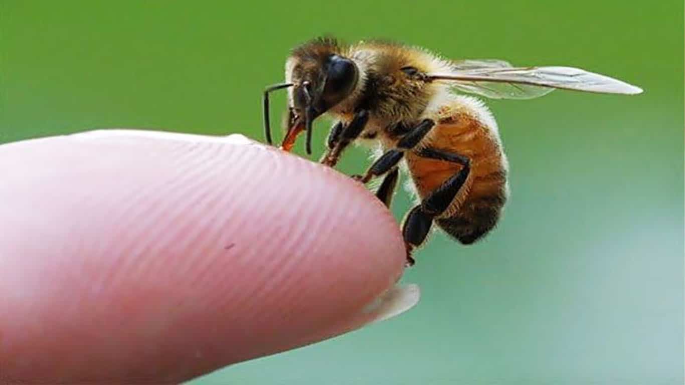 درمان خانگی نیش زنبور عسل